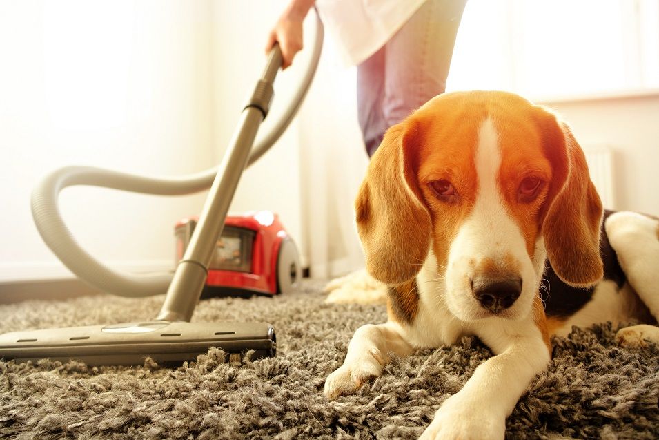 Best Carpet Shampooers for Pets