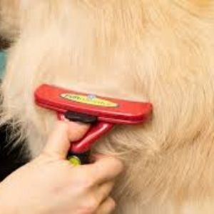 How To Groom And Prevent Shedding