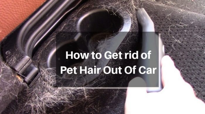  The easiest way to remove pet hair from the car 